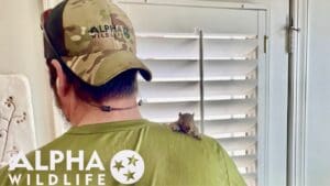 Squirrel on technician's shoulder